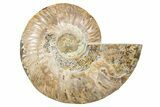 Cut & Polished Ammonite Fossil (Half) - Madagascar #345616-1